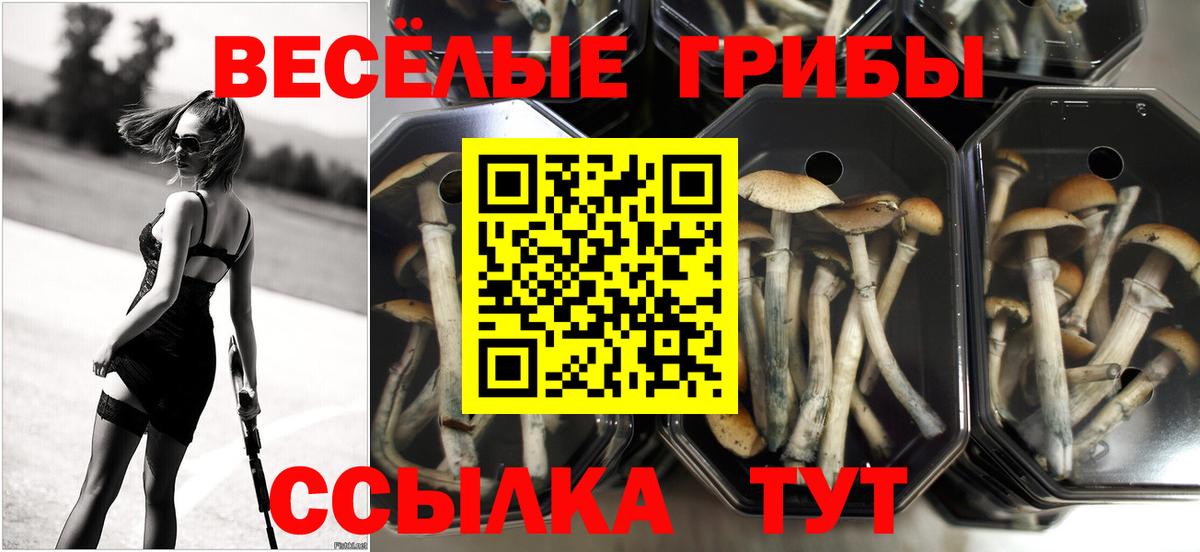 Галлюциногенные грибы Psilocybine cubensis  Вход с VPN  Лесной  Псилоцибиновые грибы прущие грибы 